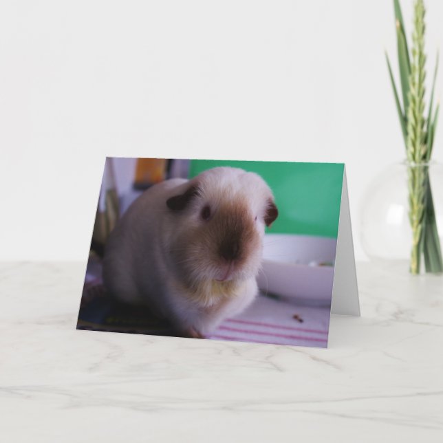 Cartão Guinea Pig Greeting Card (Frente)