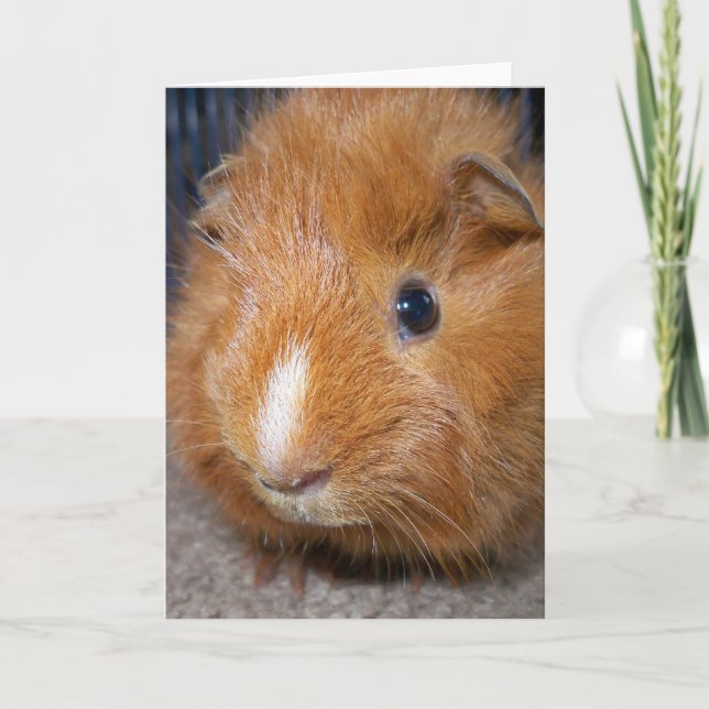 Cartão Guinea Pig Greeting Card (Frente)