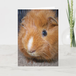 Cartão Guinea Pig Greeting Card