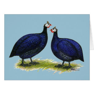 Cartão Guineas Royal Purple Pair