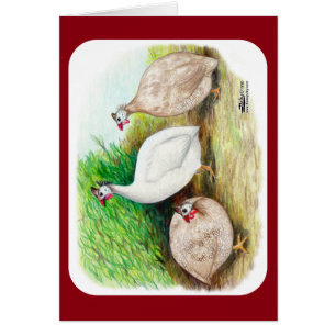 Cartão Guineense Fowl Outside