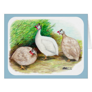 Cartão Guineense Fowl Outside