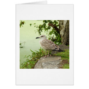 Cartão Gull fêmea