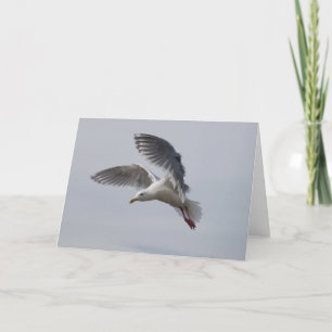 Cartão gull in flight alki today