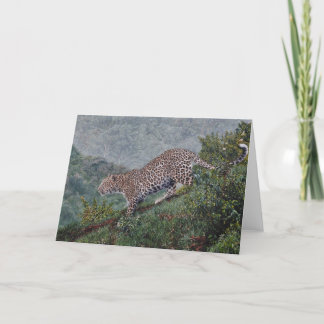 Cartão Guy Combes Wildlife Art Greeting Cards
