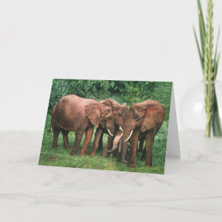 Cartão Guy Combes Wildlife Art Greeting Cards