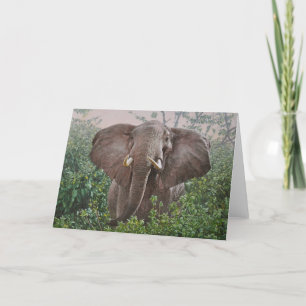 Cartão Guy Combes Wildlife Art Greeting Cards