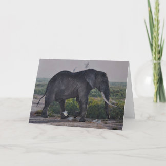 Cartão Guy Combes Wildlife Art Greeting Cards