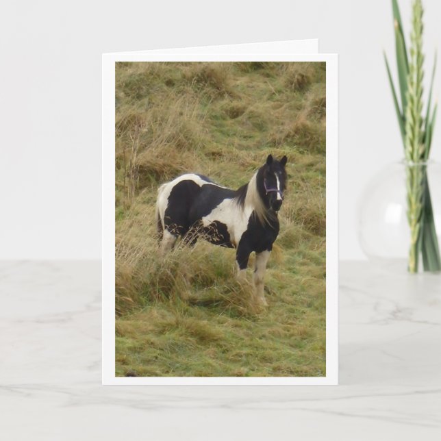 Cartão Gypsy pony stallion horse card (Frente)