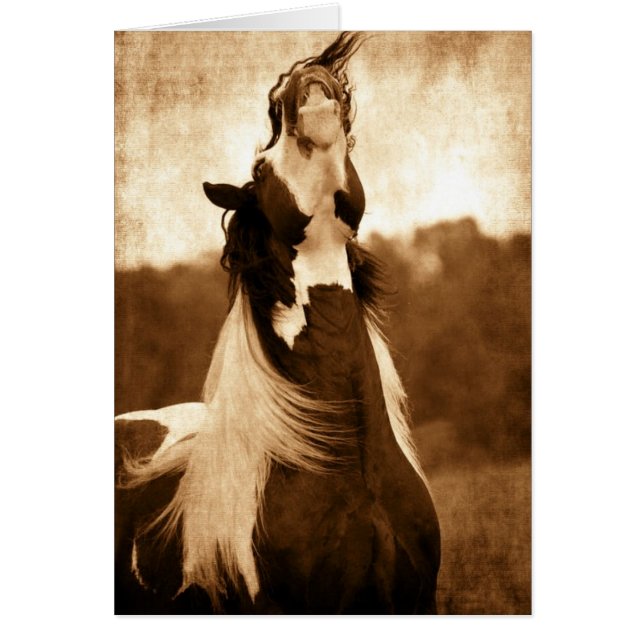 Cartão Gypsy Vanner (Frente)