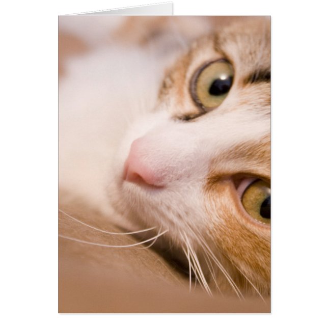 Cartão Gyro, o gato (Frente)