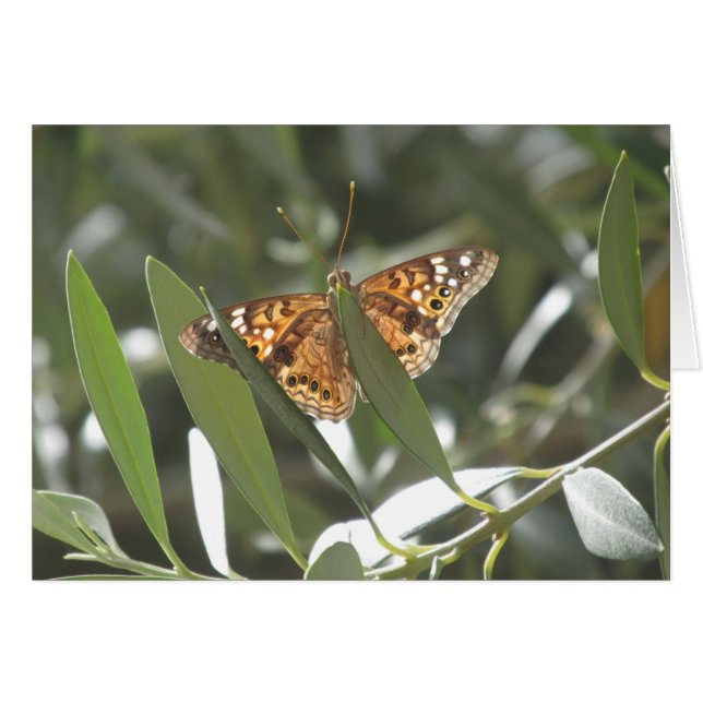 Cartão Hackberry Emperor Butterfly (Frente horizontal)