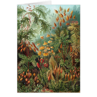 Cartão Haeckel