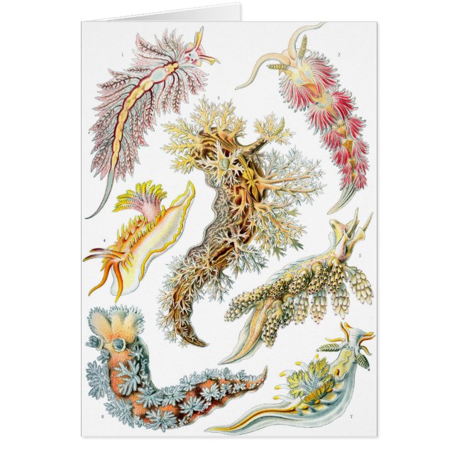 Cartão Haeckel (Frente)