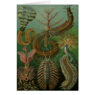 Cartão Haeckel Centipedes