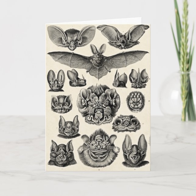 Cartão Haeckel Chiroptera (Frente)