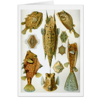 Cartão Haeckel_Ostraciontes