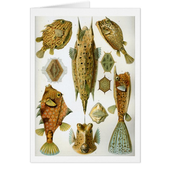 Cartão Haeckel_Ostraciontes (Frente)