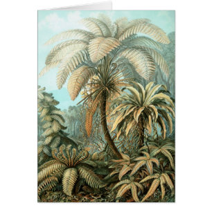 Cartão Haeckel Palm Tree