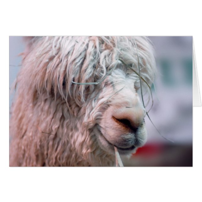 Cartão Hairy the Alpaca (Frente horizontal)