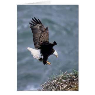 Cartão Haliaeetus leucocephalus
