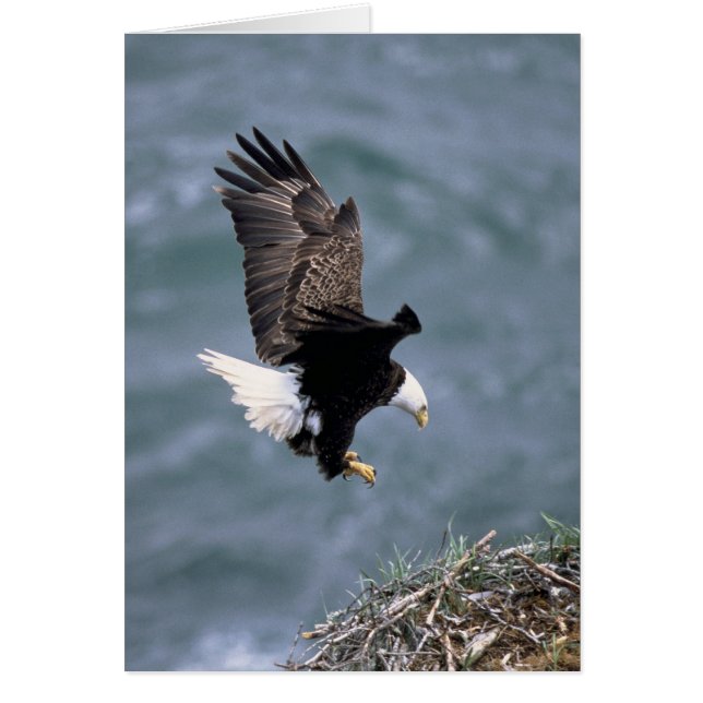 Cartão Haliaeetus leucocephalus (Frente)