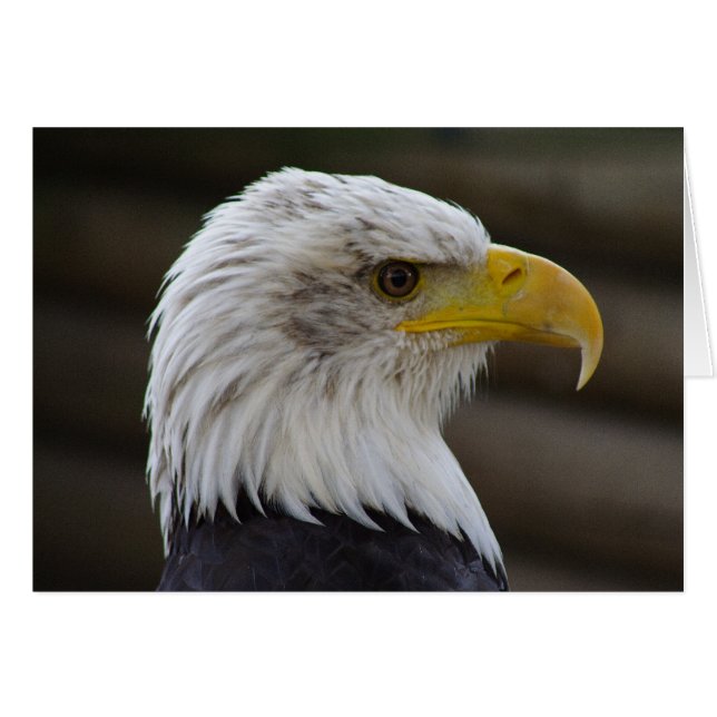 Cartão Haliaeetus leucocephalus (Frente Horizontal)