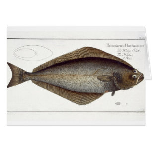 Cartão Halibut (Pleuronectes Hippoglossus), placa XLVII p