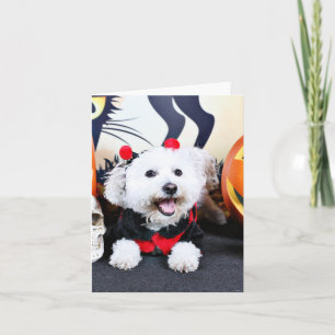 Cartão Halloween - Bichon Frise - Andi