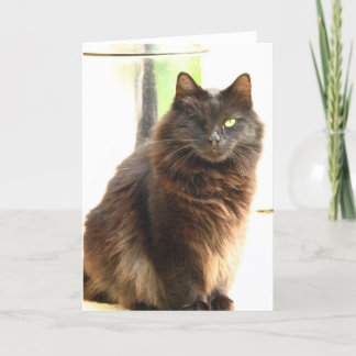 Cartão Halloween-One Eyed Black Cat