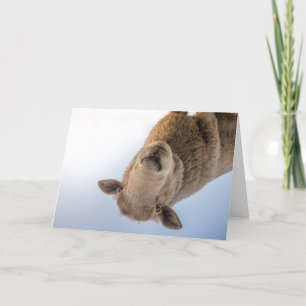 Cartão HAMbWG - Greeting Card - Sheep