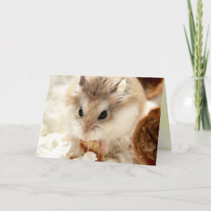 Cartão Hammyville - Hamster Bonito