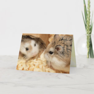 Cartão Hammyville - Hamster Bonito