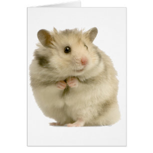 Cartão Hamster