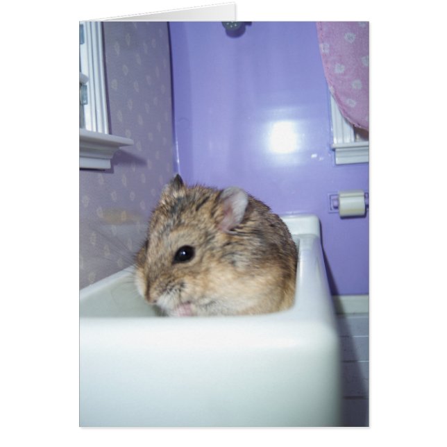 Cartão Hamster Bath (Frente)
