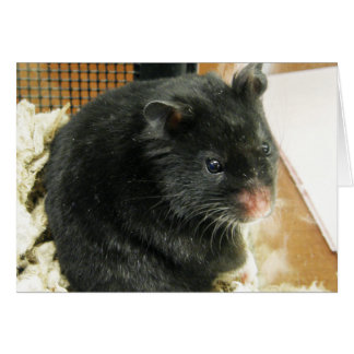 Cartão Hamster preto