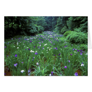 Cartão Hana Shobu (Japonês Water Iris), Santuário Meiji,