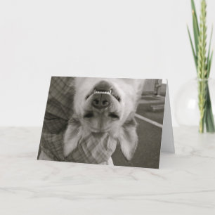 Cartão Hang in there