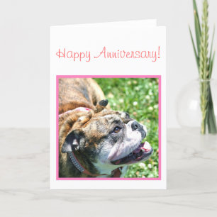 Cartão Happy Anniversary Bulldog greeting card