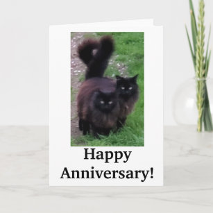 Cartão Happy Anniversary Cat Card