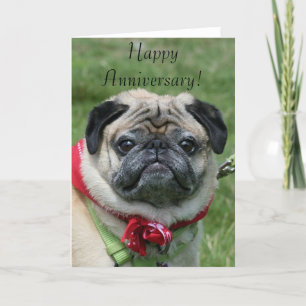 Cartão Happy Anniversary Pug Greeting Card