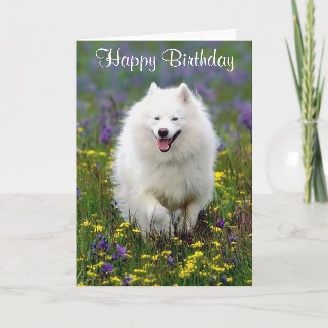 Cartão Happy Birthday American Eskimo Greeting Card (Frente)