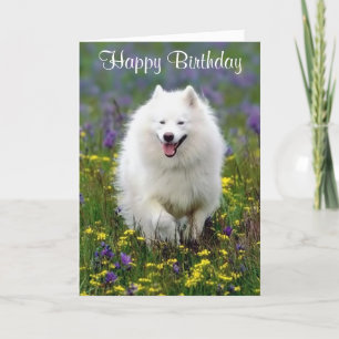 Cartão Happy Birthday American Eskimo Greeting Card