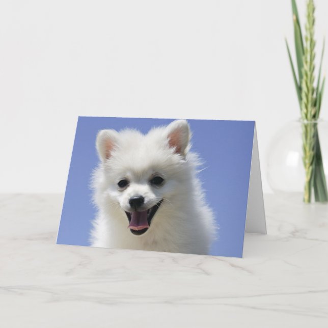Cartão Happy Birthday American Eskimo Puppy Dog Card (Frente)