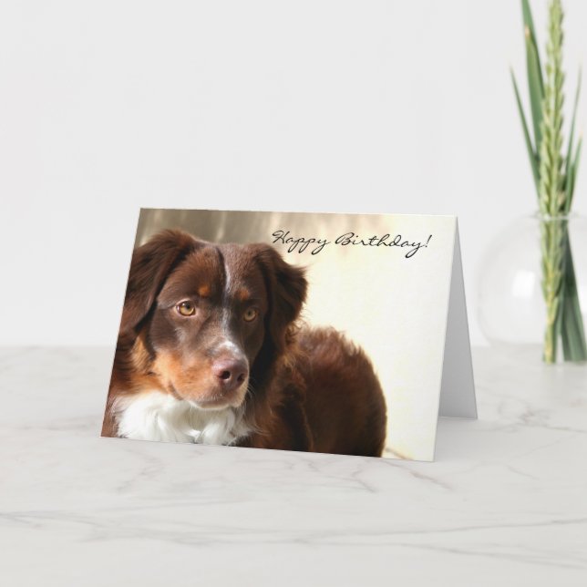 Cartão Happy Birthday Australian Shepherd greeting card (Frente)