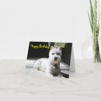 Cartão Happy Birthday, Blank, Mini Schnauzer