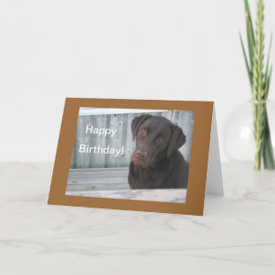 Cartão Happy Birthday Card - Chocolate Lab