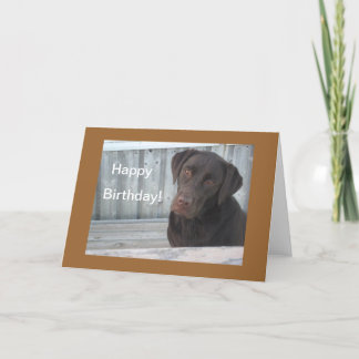 Cartão Happy Birthday Card - Chocolate Lab