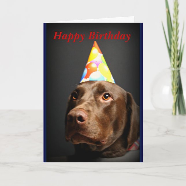 Cartão Happy Birthday card~Chocolate Lab (Frente)