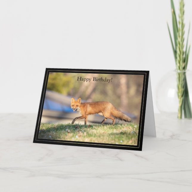Cartão Happy Birthday Card Red Fox (Frente)